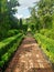 Red brick walking path in Englidh Garden