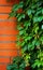 Red brick wall covered in green ivy