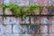 Red Brick wall with green moss and lichen growing on it.  It`s a nature and urban background with copy space