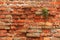 Red brick wall with green plant growing in a crack texture