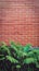 Red brick wall and long green fern underneath. Sleek texture of decorative bricks. 