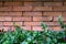 Red Brick wall with plants foreground