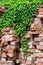 Red bricks in the sun covered with green Ivy hedera helix