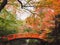 Red bridge with mable leaves tree