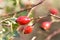 Red brier berries in autumn in Moldova