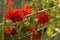 red bright geranium flower sunny day