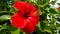 Red bright hibiscus flower on branch with green leaves in the background blooming beautifully natural.