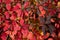 Red bright, leaves autumnal background