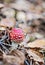 Red bright mushroom in autumn forest