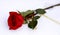 A red bright rose with a gold ribbon lies on white snow