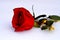 A red bright rose with a gold ribbon lies on white snow