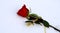 A red bright rose with a gold ribbon lies on white snow