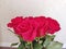 Red bright roses stand in a white vase for a gift