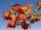 Red bright rowan berries against the blue sky