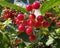 Red, bright viburnum berries on a branch with green leaves after the rain.