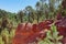 Red brilliant color of ochre in the middle of the pine forest