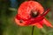 Red brilliant poppy