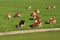 The red brindled and holsteins friesian cattle are grazing in the grassland at the countryside in the summer.