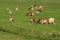 The red brindled and holsteins friesian cattle are grazing in the grassland at the countryside in the summer.