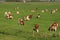 The red brindled and holsteins friesian cattle are grazing in the grassland at the countryside in the summer.