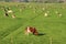 The red brindled and holsteins friesian cattle are grazing in the grassland at the countryside in the summer.