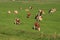 The red brindled and holsteins friesian cattle are grazing in the grassland at the countryside in the summer.