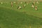 The red brindled and holsteins friesian cattle are grazing in the grassland at the countryside in the summer.