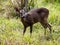 Red brocket, Mazama temama, one of the few deer representatives in Central America. Costa Rica