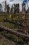 Red broken burnt pine tree trunks in black soot stand with fallen trees after fire on the slope of mountain. Blue sky