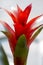 Red bromelia