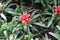 Red Bromelia Flowers Plants