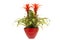 Red bromelia in red flower pot