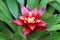 Red bromeliad