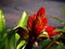 Red Bromeliad