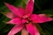 Red Bromeliad Closeup