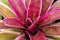 Red bromeliad closeup