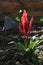 Red Bromeliad Flower