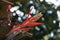 Red bromeliad inflorescence, Aechmea nudicaulis, on tropical garden, Rio de Janeiro