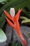 Red bromeliad inflorescence, Aechmea nudicaulis, on tropical garden, Rio de Janeiro