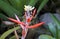 Red bromeliad inflorescence, Aechmea nudicaulis, on tropical garden, Rio de Janeiro