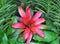 Red Bromeliad Tropical Flower