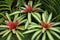 Red Bromeliad Tropical Flowerc