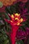 Red Bromeliad tropical plant colorful flower blooming in spring season,blooming flower plant