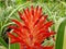 Red bromeliads flower