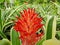 Red bromeliads flower