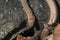 Red bronze color smooth snake Coronella austriaca on stone background. Reptile on a granite rock