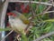 Red Browed Finch