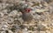 Red browed finch foraging for food on the ground