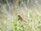 Red-browed finch perched on bidens pilosa