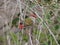 Red-browed finch perched on branch